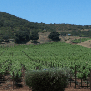 RUTA DEL VINO EN VALLE DE GUADALUPE “BAJA CALIFORNIA”
