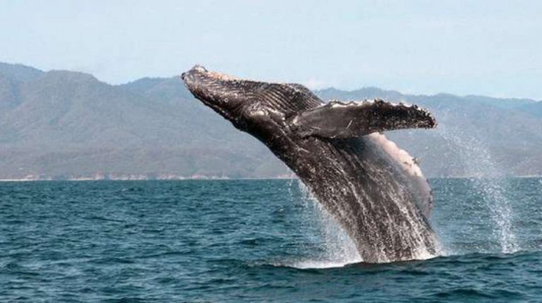 RUTA DEL VINO CON BALLENAS Y LOS CABOS “BAJA CALIFORNIA Y BAJA CALIFORNIA SUR”