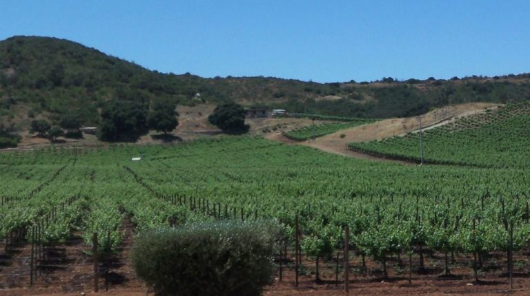 ENSENADA CON VINOS “VALLE DE GUADALUPE”
