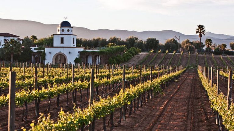 VIÑEDOS “CASA LEAL, HACIENDA DE LETRAS Y SANTA ELENA”