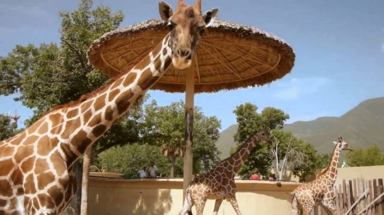 ZOOLÓGICO TAMATAN Y PLANETARIO DESDE CIUDAD VICTORIA